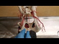 Arteries   pelvic limb  dog  veterinary