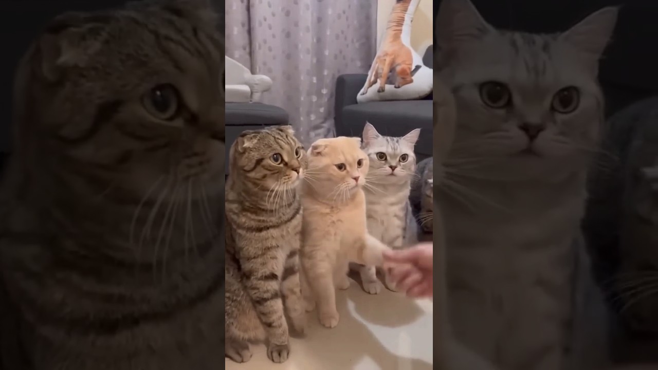 Cats with handshake 🥰