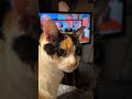 STEWIE KEEPING UP ON THE NEWS !!