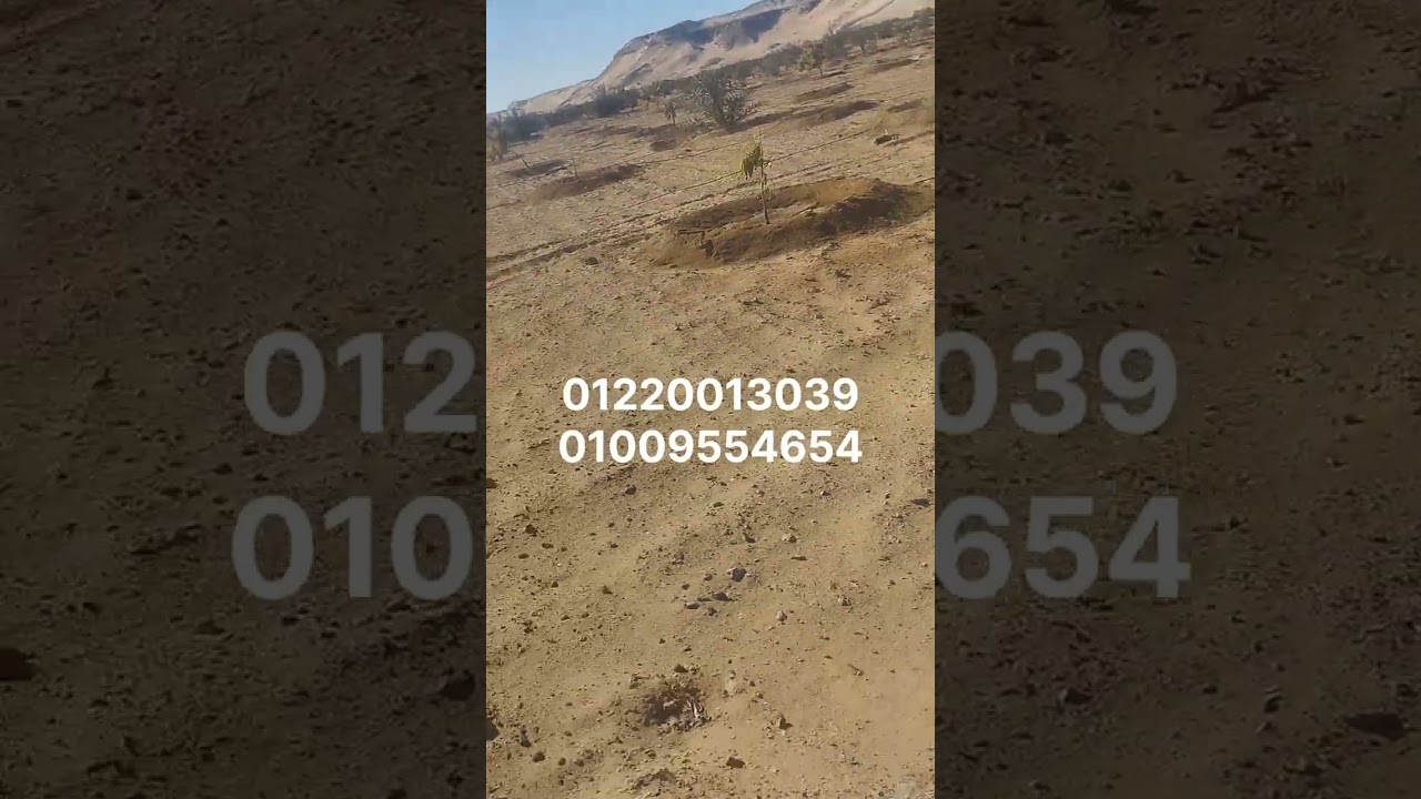 23فدان نخل ومنجا سعر مفاجأة بسعر الجاهز للازراعه