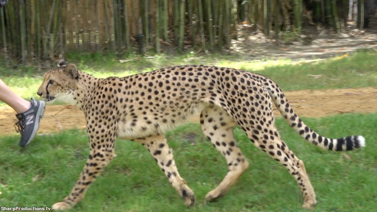 Cheetah Run at Busch Gardens Tampa - YouTube