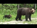 Оха Сахалин, 12.07.2020 Медведица с медвежонком. bears