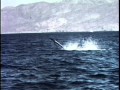 Kid Nichols 1950s Fishing at Las Cruces in Baja del Sur の動画、YouTube動画。