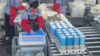 Enoki mushroom harvesting workshop