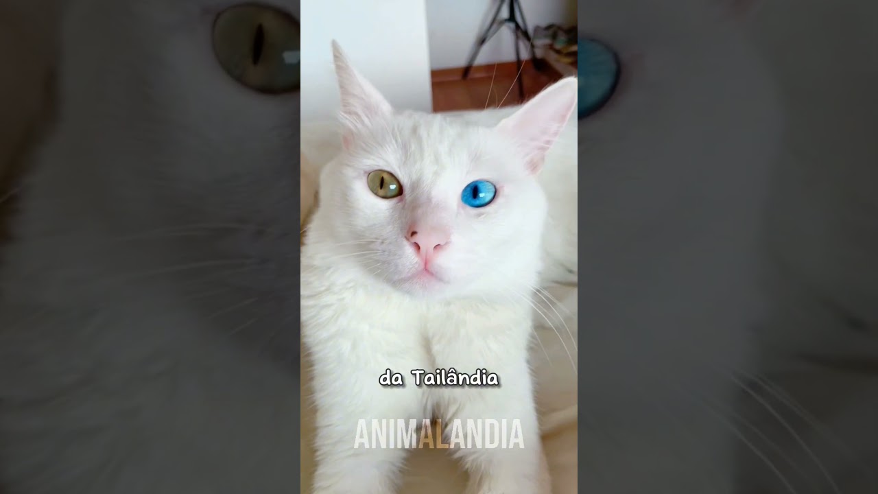 OS GATOS MAIS CAROS DO MUNDO 