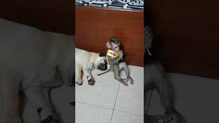 baby monkey playing to awake bubu