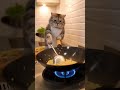 チャーハンを器用に作る猫