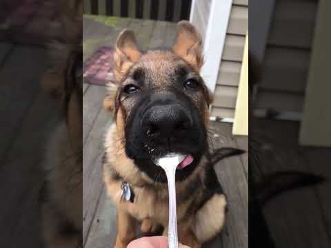 German Shepherd Licks Peanut Butter #shorts