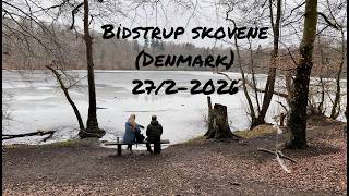 Spring Is Almost Here | Bidstrup Skovene, Denmark