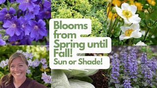 My Favorite Non-Invasive Ground-Covers For Sun and Shade! Tough and Versatile. //FlowerFanatic
