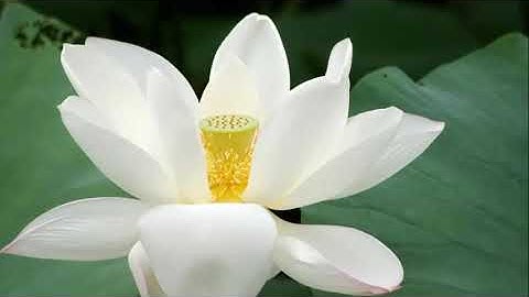 Thơ Khắc Tâm-TÂM-Ngọc Sang diễn ngâm