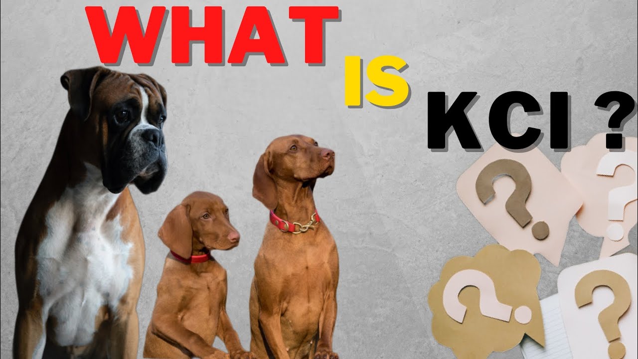 What Is Kci For Dogs What Is Kci For Dogs