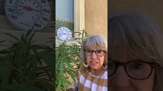 Pot in Heat