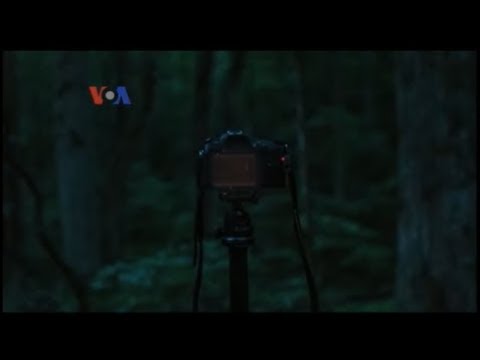 Video: Pertunjukan Kunang-Kunang Sinkron Pegunungan Berasap Besar