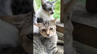 Cute cat kitten cute catshortscutecat