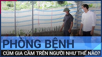 Cách phòng bệnh cúm gia cầm trên người (cúm A/H5N1) | VTC Tin mới