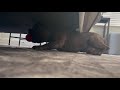 French Bulldog is very determined to get his ball out from under the couch.