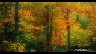 Golden Autumn [Raul Di Blasio - Nuestro Poema] chords