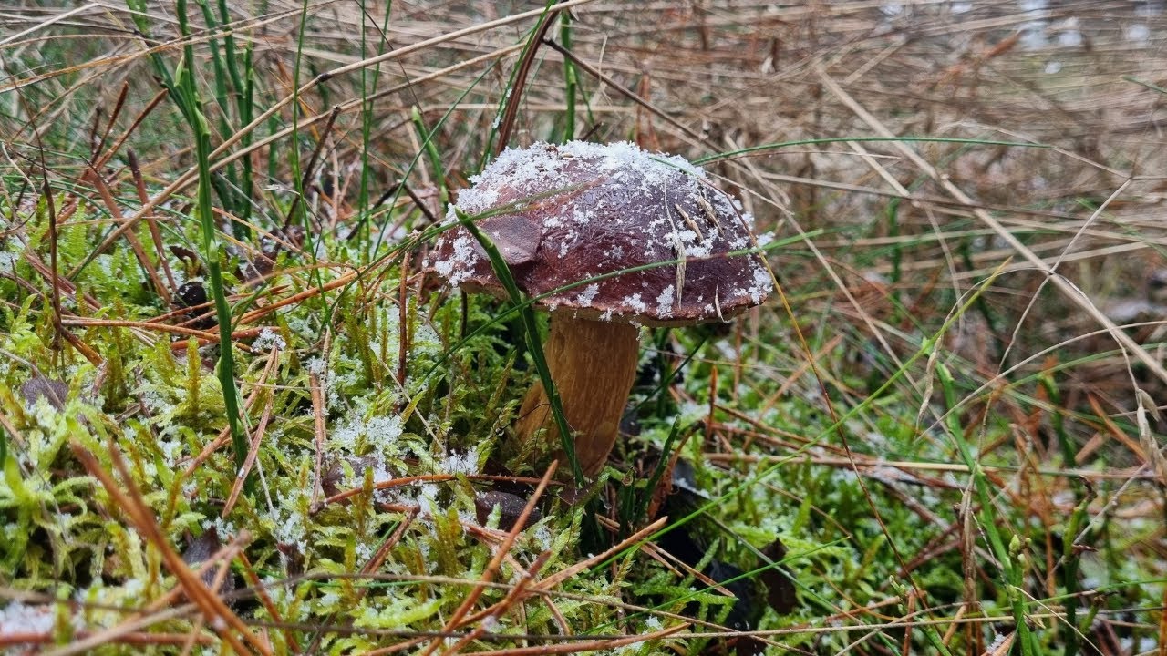 GRZYBY pod ŚNIEGIEM -  LAS pełen NIESPODZIANEK - MROŻONE PODGRZYBKI - GRZYBOBRANIE 2025🍄‍🟫🍄‍🟫🍄‍🟫