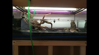 Видео 42: Акваскейп- из 50 Л. в аквариум 160 литров. Коряги, камни. Рыбки. Природный.Тумба. Фон.