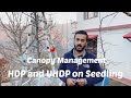 .p and u.p on seedling canopy management