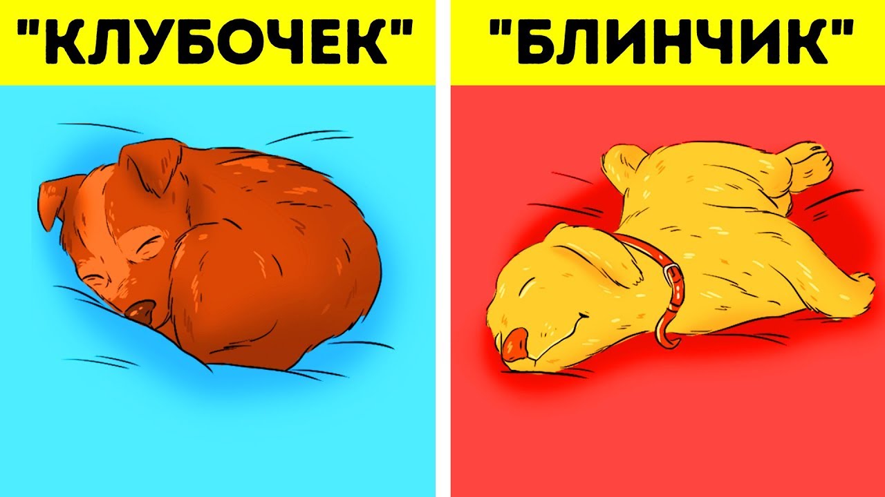 как это называется, когда собака