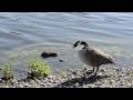 Muskrat vs Canada Goose Dad