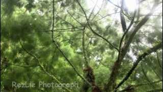 RezLie Photograph - Nature & Animals Photography
