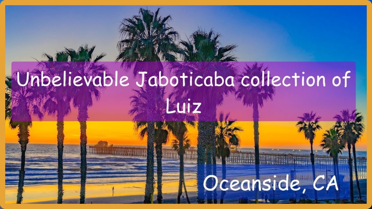 Hundreds of Rare Brazilian Jaboticaba Trees in California. Luiz