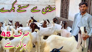 Lalukhet bakra Mandi Se Sastay Bakra 2024😍 || Mid Range Qurbani Collection At Ali Asghar Goat Farm