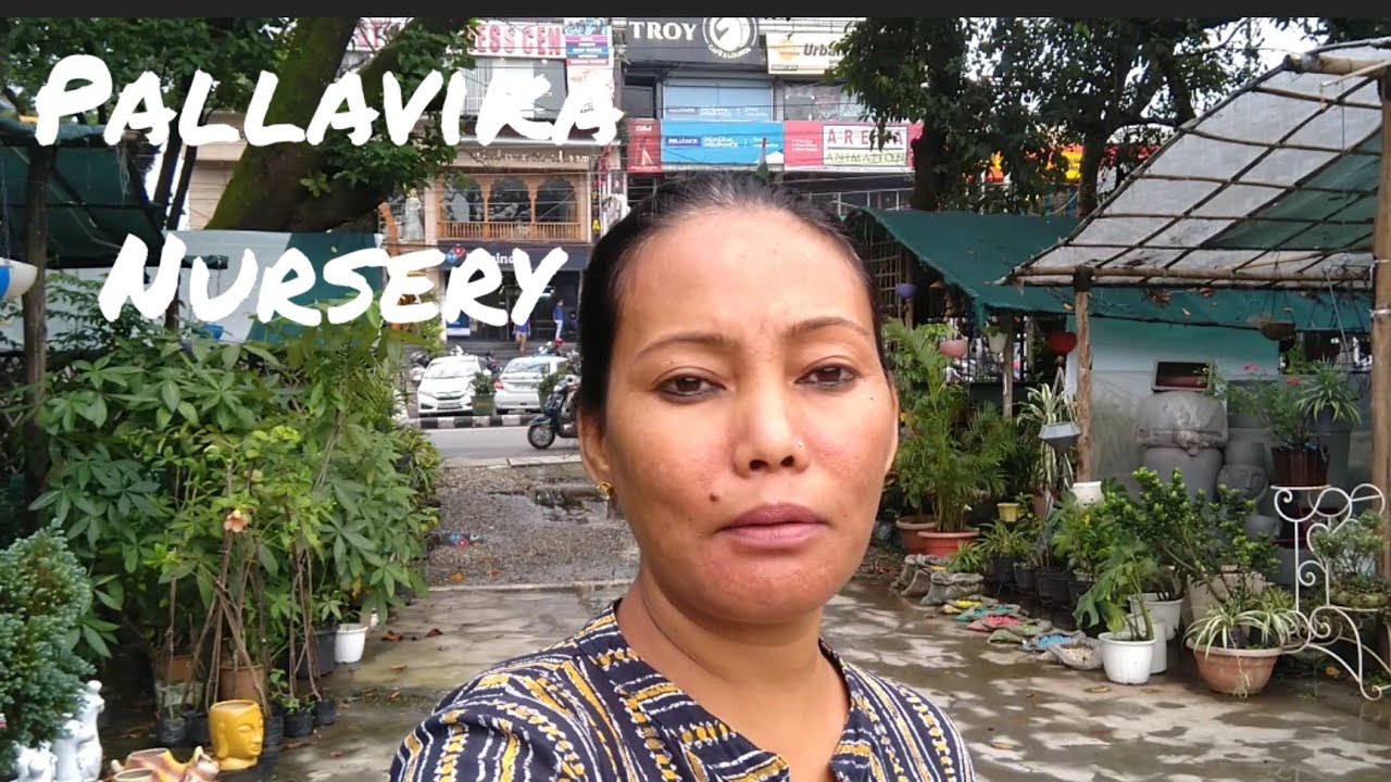 Dehradun's best nursery Biggest nursery cheap plants in nursery