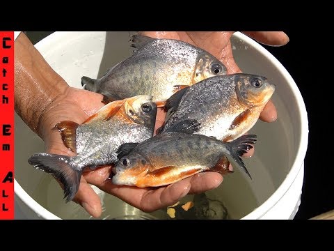 PIRANHAS in FLORIDA GROWING POPULATION! 100s of Babies Caught in Pacu Fish Trap