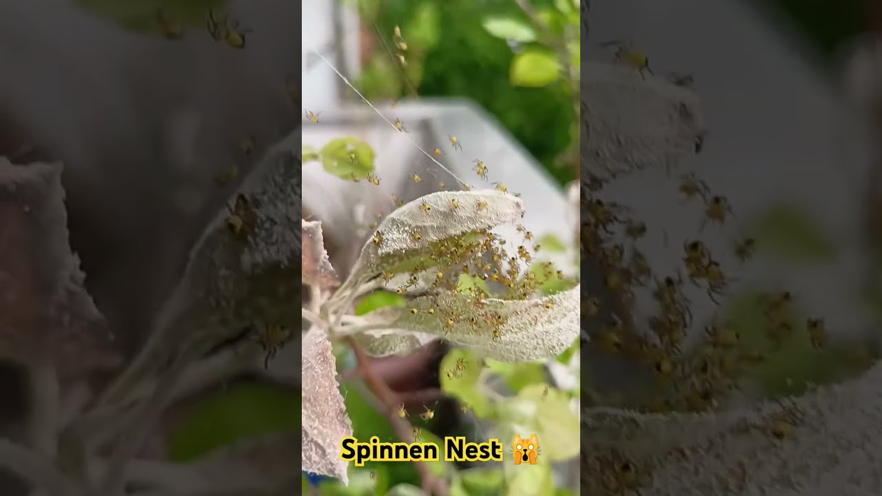 Spinnen Babys 😁