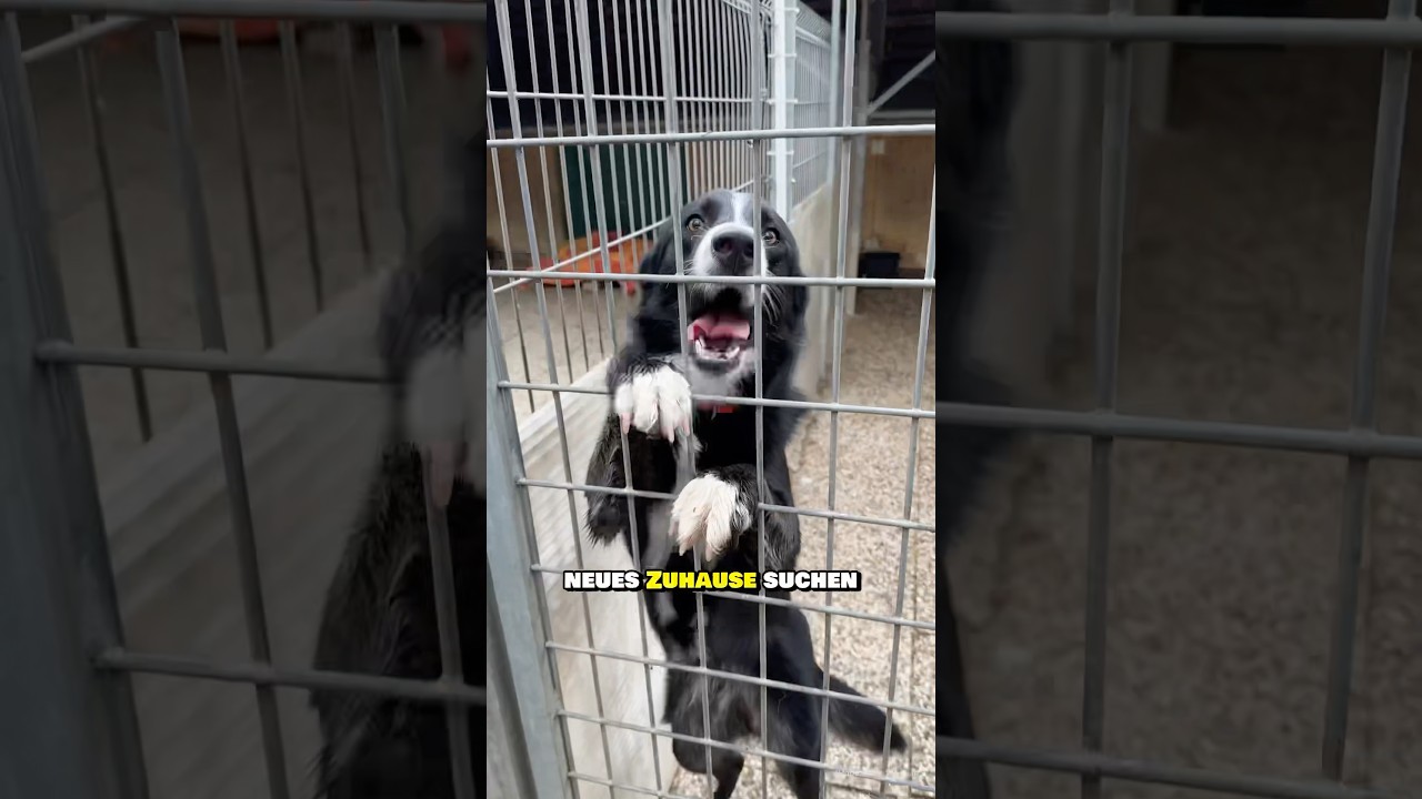 Seit 8 Jahren im Tierheim?🐶 #tierheim #hund #vermittlung #tierliebe #tierrettung #haustier