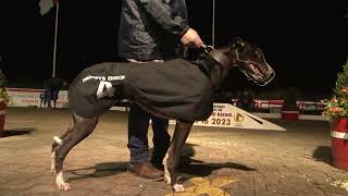 2022 Irish Laurels Final, sponsored by Friends and Supporters of Cork Greyhound Racing