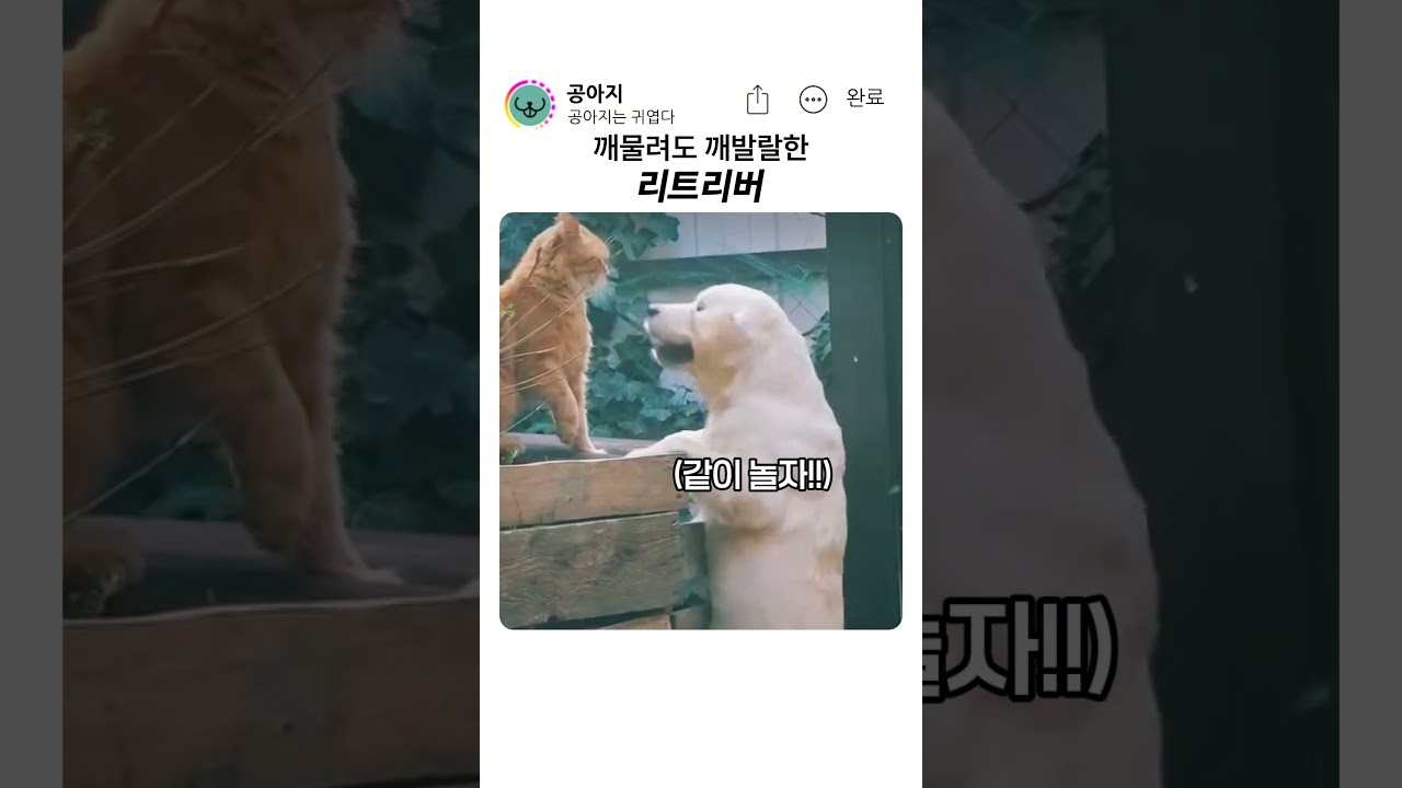 깨발랄 그 자체 리트리버