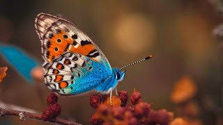 🦋 Música Relaxante e Suave | Alivia e Revigora o Sistema Nervoso | #borboletas screenshot 2