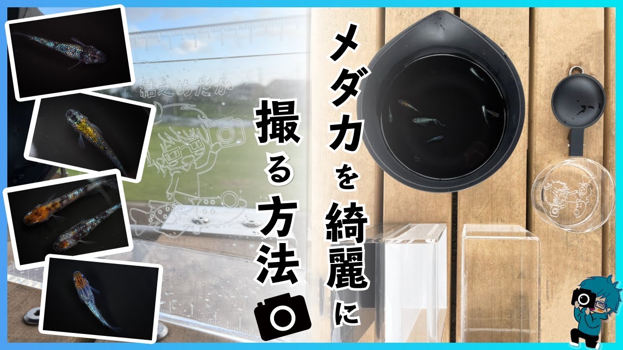 メダカ(カメラ) メダカが綺麗に撮れるカメラの設定方法と撮影方法 - YouTube
