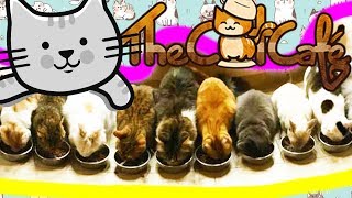 JAPAN CAT CAFE'! IO E SASCHA ENTRIAMO NEL BAR PIENO DI GATTI IN GIAPPONE! JAPAN CAT CAFE'! IO E SASCHA ENTRIAMO NEL BAR PIENO DI GATTI IN GIAPPONE!