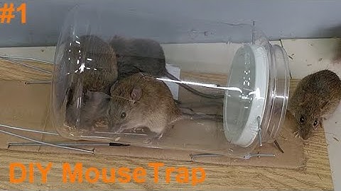 Best mousetrap for home / how to make easy bottle mouse trap (full) #mousetrap #mouse #rattrap