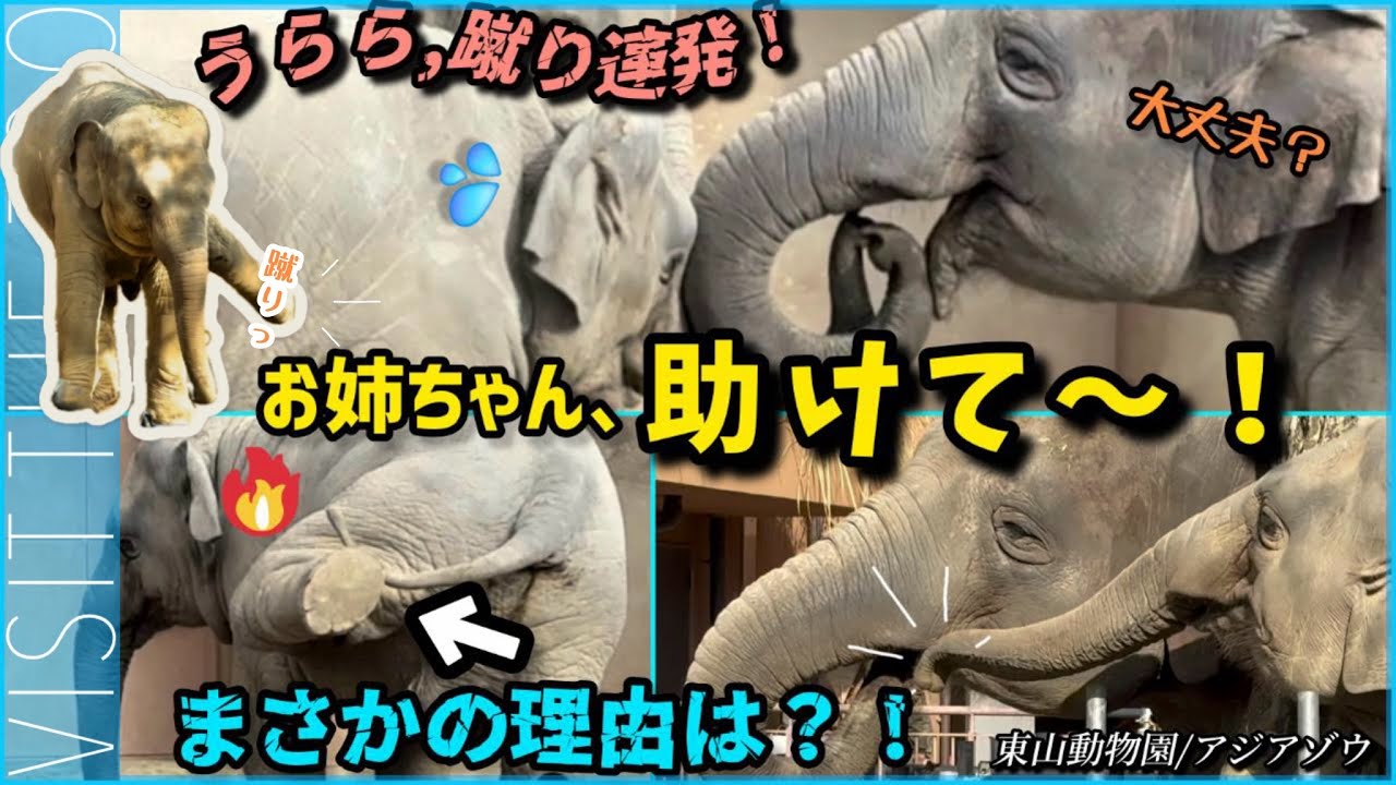うらら困った！蹴り連発、姉に助けを求める子ゾウまさかの理由は？！ 