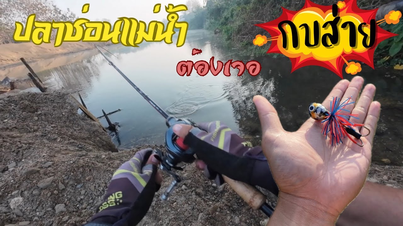 ตกปลาช่อนแม่น้ำ ด้วยกบส่าย!! | ปลาช่อนข้างทาง