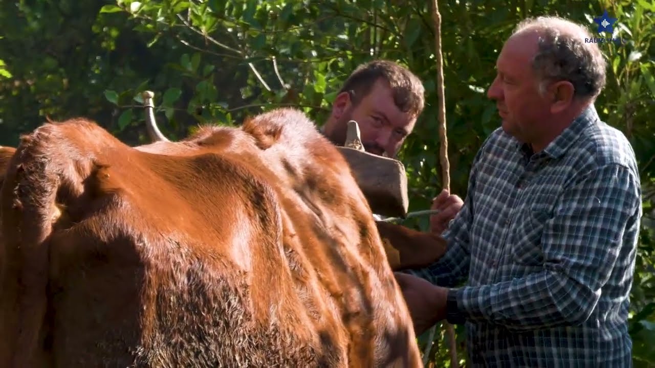 Escrepagem tradicional de António Sousa 2025