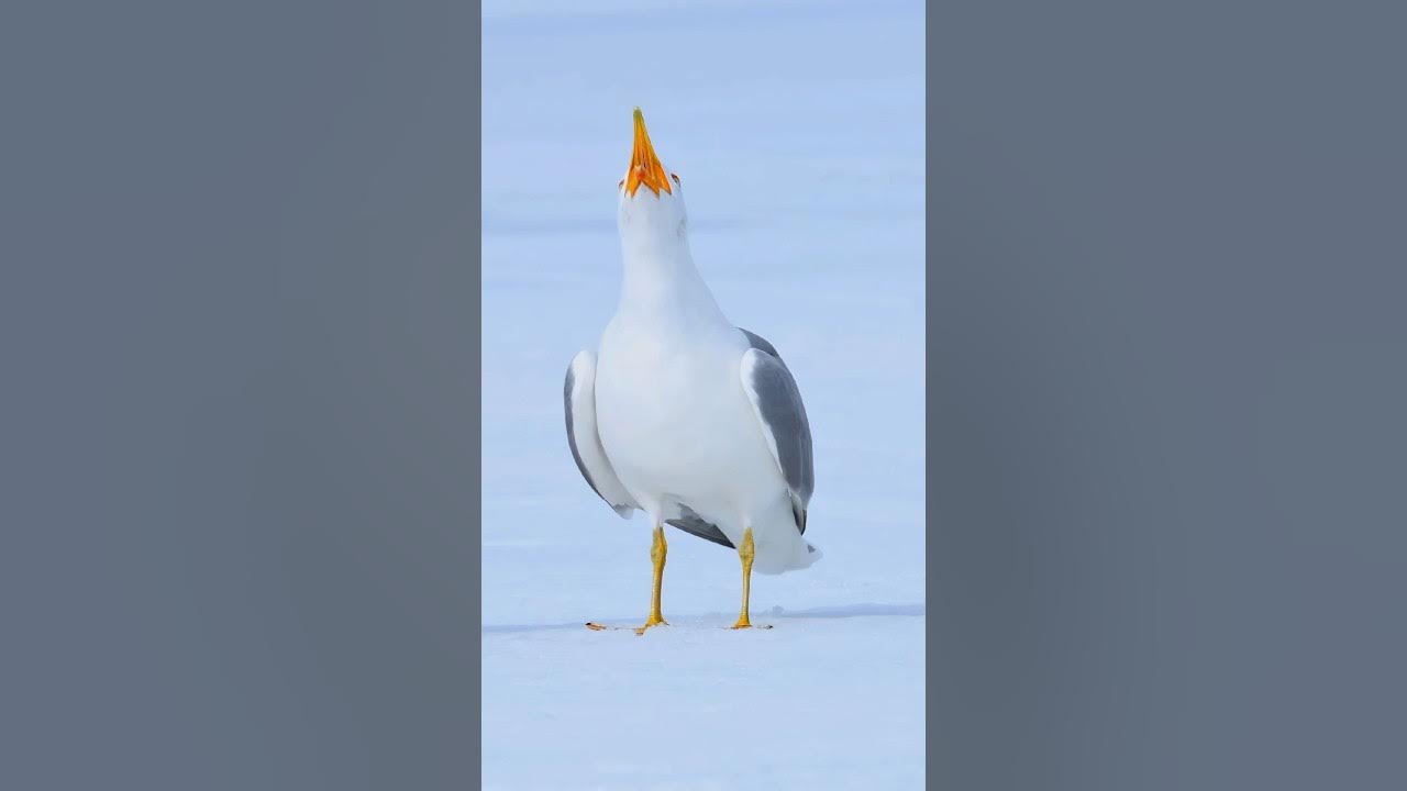 Just in case you haven't heard the laughter of seagulls. #birds #seagull Just in case you haven't heard the laughter of seagulls. #birds #seagull