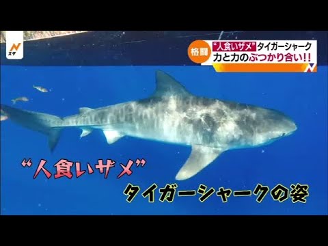 漁師VS巨大ザメの闘い  