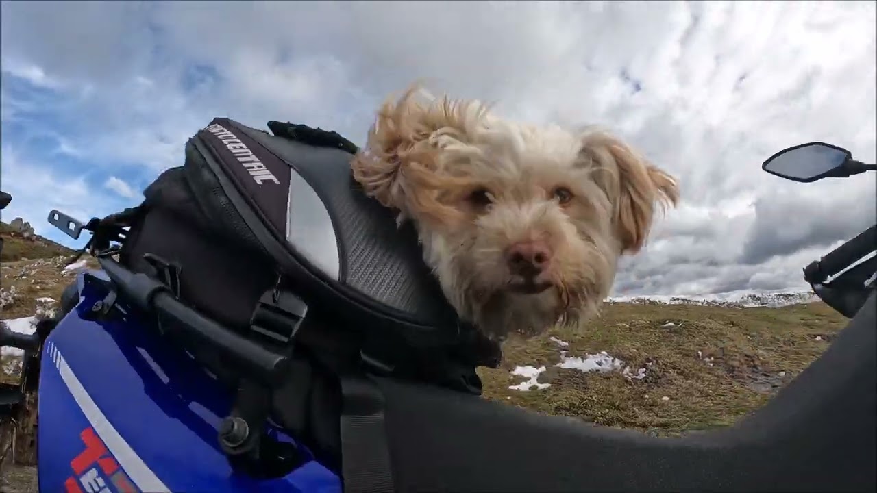 TIN Se va de churrasquito