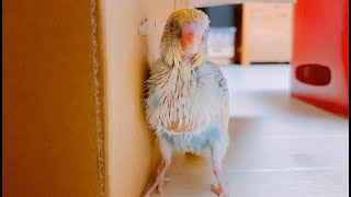 セキセイインコの雛 お迎えしてからの13日間の成長記録