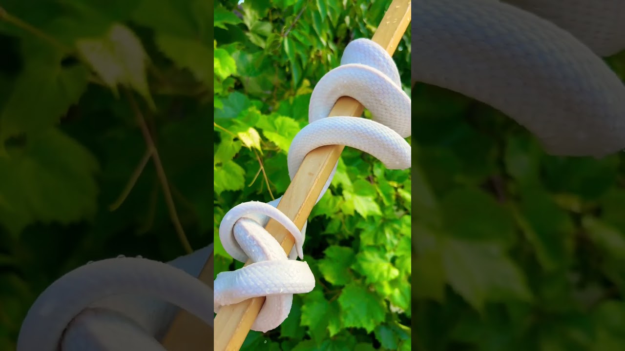 Техасский полоз