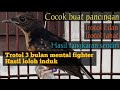 Terapi Ampuh Suara Pancingan Murai Batu Trotol Dan Pastol Agar Cepat Bunyi Trotol Pastol Bird Mp3 - Mp4 Download