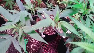The Lamosa Hunt Organic #8 #Bloomplus